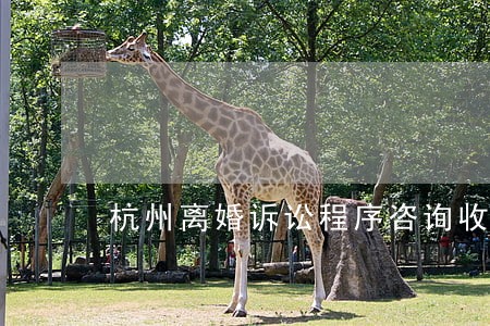杭州离婚诉讼程序咨询收费标准 杭州离婚诉讼程序咨询收费标准