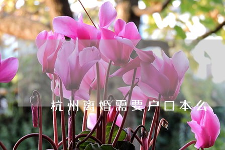 杭州离婚需要户口本么 杭州离婚需要户口本么