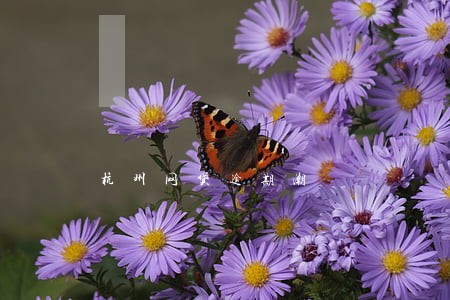 杭州网贷逾期潮