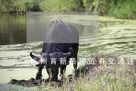 杭州育新路附近有交通违法处理 杭州育新路附近有交通违法处理