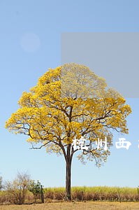 杭州西湖专门办离婚律师免费咨询 杭州西湖专门办离婚律师免费咨询