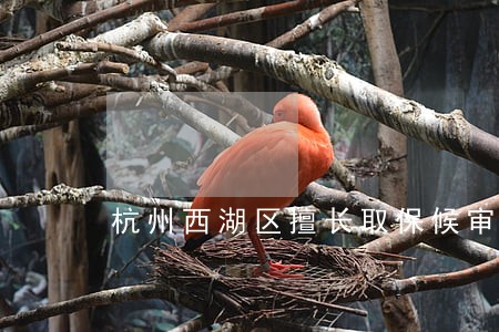 杭州西湖区擅长取保候审律师 杭州西湖区擅长取保候审律师