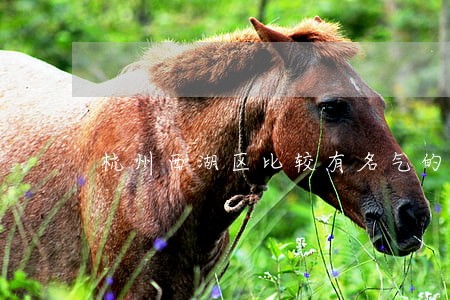 杭州西湖区比较有名气的律师 杭州西湖区比较有名气的律师