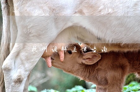 杭州调解法律咨询 杭州调解法律咨询