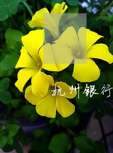 杭州银行信用卡逾期3天 杭州银行信用卡逾期3天