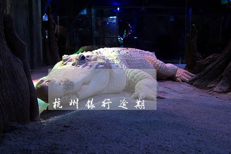 杭州银行逾期