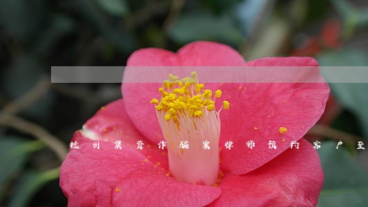 杭州集资诈骗案律师预约客户至上