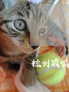 杭州顶呱呱法律咨询 杭州顶呱呱法律咨询