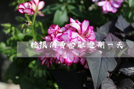 杭银消费金融逾期一天 杭银消费金融逾期一天