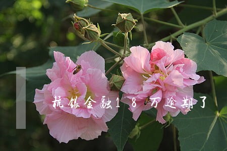 杭银金融18万逾期了