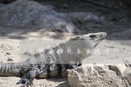 杭锦后旗税务在线律师 杭锦后旗税务在线律师