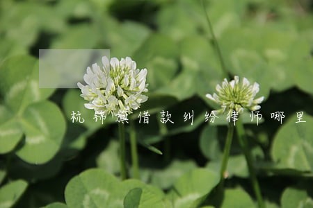 杭锦旗借款纠纷律师哪里找 杭锦旗借款纠纷律师哪里找