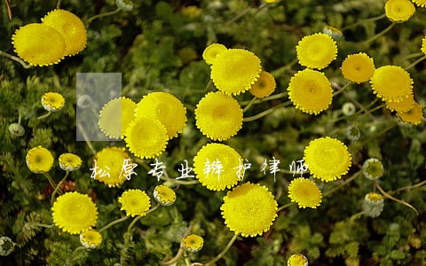 松原专业辩护律师 松原专业辩护律师
