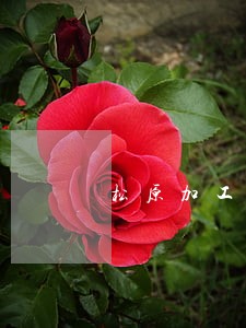松原加工合同纠纷律师 松原加工合同纠纷律师