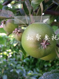 松原委托合同纠纷律师 松原委托合同纠纷律师