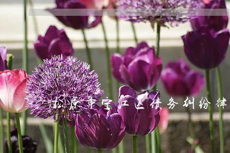 松原市宁江区债务纠纷律师 松原市宁江区债务纠纷律师