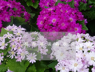 松原非法吸收公众存款罪律师介绍