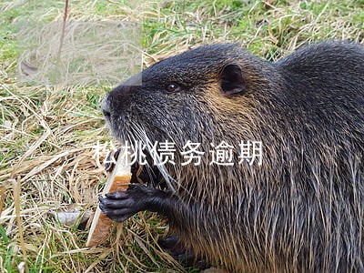 松桃债务逾期 松桃债务逾期