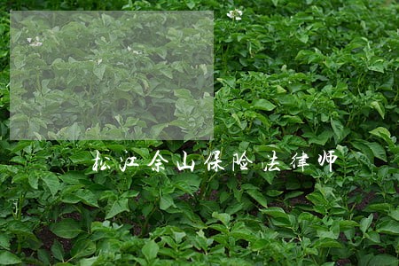 松江佘山保险法律师 松江佘山保险法律师