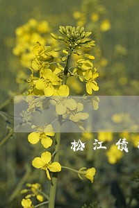 松江债权债务律师正规专业律所 松江债权债务律师正规专业律所