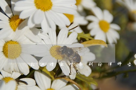松江债权债务纠纷律师咨询 松江债权债务纠纷律师咨询