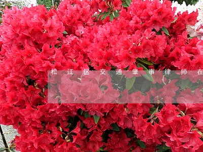 松江区交通肇事律师在线咨询