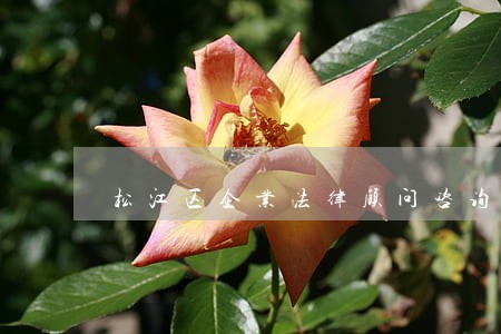 松江区企业法律顾问咨询 松江区企业法律顾问咨询