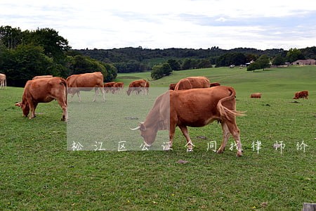松江区公证合同找律师价格 松江区公证合同找律师价格