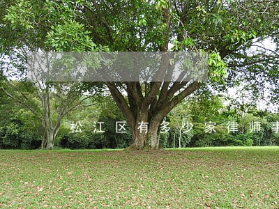 松江区有多少家律师事务所 松江区有多少家律师事务所