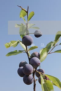 松江区欠钱律师 松江区欠钱律师