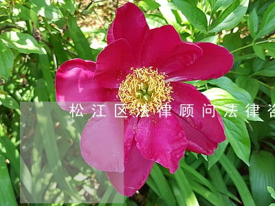 松江区法律顾问法律咨询 松江区法律顾问法律咨询