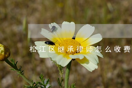 松江区继承律师怎么收费 松江区继承律师怎么收费