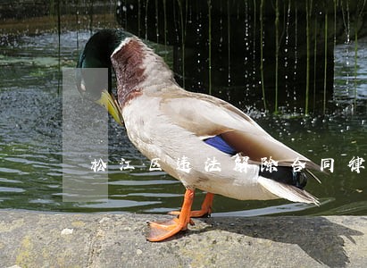 松江区违法解除合同律师免费咨询