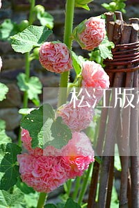 松江版权律师在线咨询 松江版权律师在线咨询