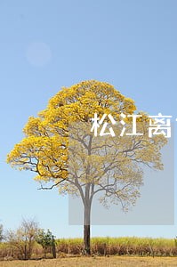 松江离婚律师联系方式 松江离婚律师联系方式