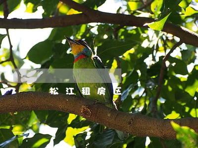 松江租房区 松江租房区