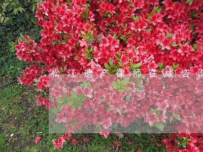 松江遗产律师在线咨询 松江遗产律师在线咨询