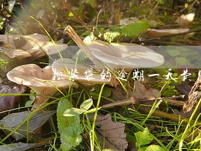 松紧袋的逾期一天费用很高 松紧袋的逾期一天费用很高