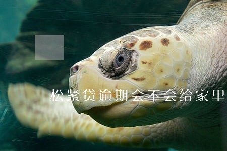松紧贷逾期会不会给家里打电话 松紧贷逾期会不会给家里打电话