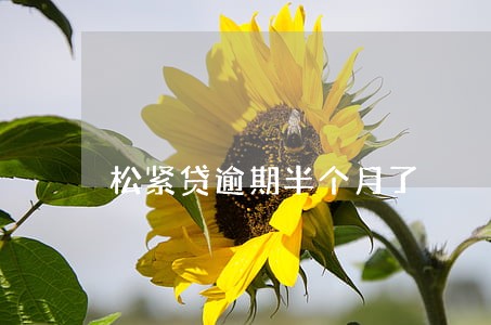 松紧贷逾期半个月了 松紧贷逾期半个月了