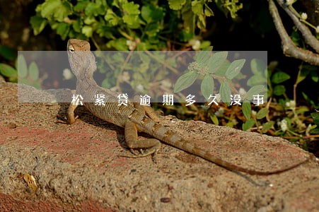 松紧贷逾期多久没事 松紧贷逾期多久没事
