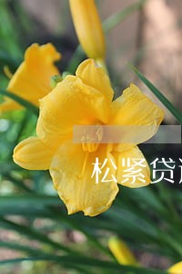 松紧贷逾期有罚息吗 松紧贷逾期有罚息吗