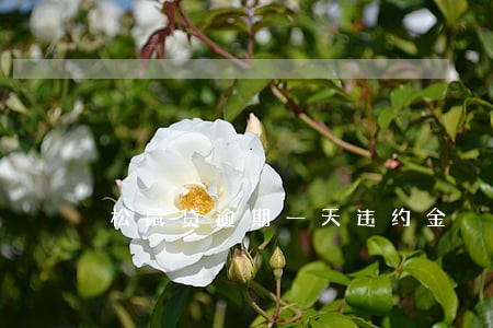 松鼠贷逾期一天违约金 松鼠贷逾期一天违约金
