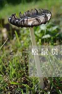 松鼠贷逾期怎么解决 松鼠贷逾期怎么解决