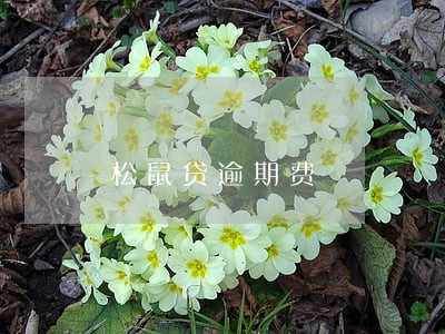 松鼠贷逾期费 松鼠贷逾期费