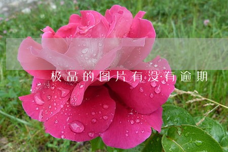 极品的图片有没有逾期 极品的图片有没有逾期