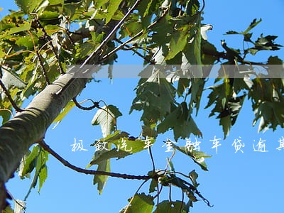 极致汽车金融车贷逾期 极致汽车金融车贷逾期