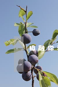 极融你我贷贷逾期上征信