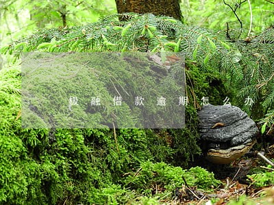 极融借款逾期怎么办 极融借款逾期怎么办