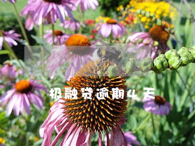 极融贷逾期4天 极融贷逾期4天